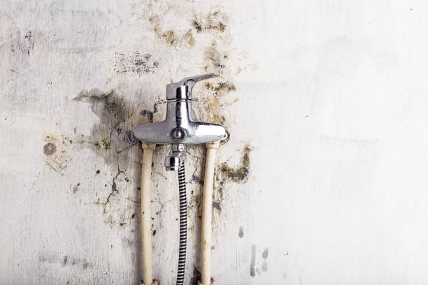 Best Insurance-Related Mold Remediation in Ben Lomond, CA