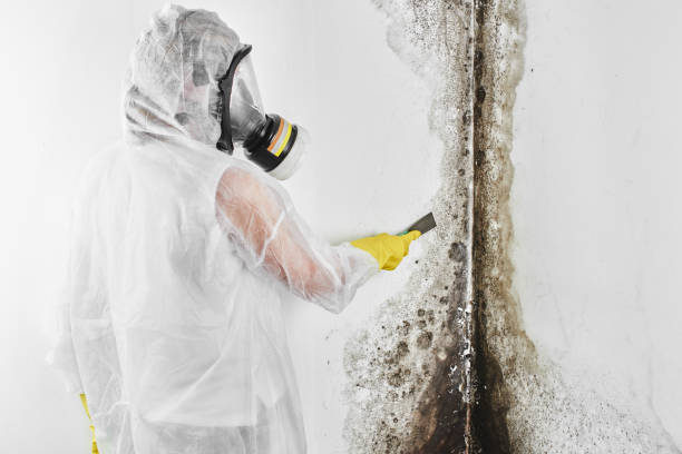 Best Kitchen Mold Remediation in Ben Lomond, CA