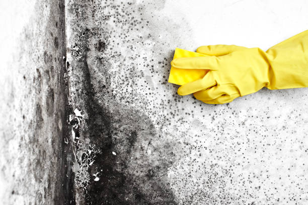 Best Emergency Mold Remediation in Ben Lomond, CA