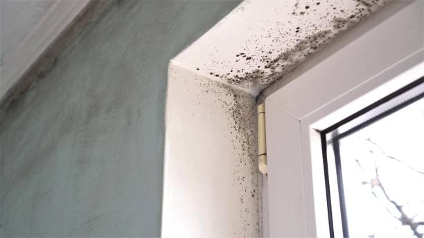 Best Commercial Mold Remediation in Ben Lomond, CA