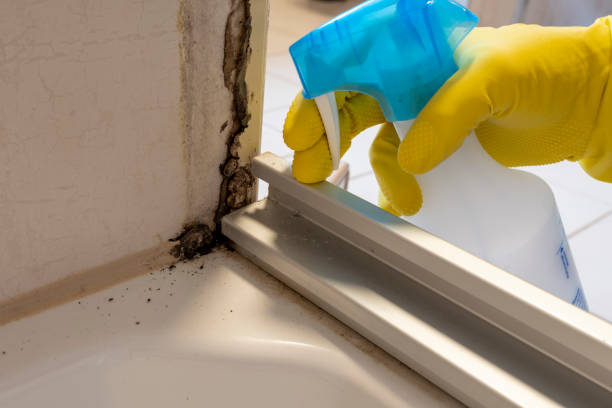 Best Residential Mold Remediation in Ben Lomond, CA