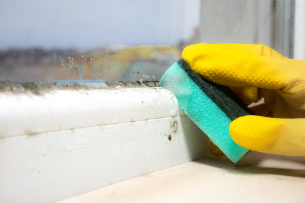 Best Post-Flood Mold Remediation in Ben Lomond, CA