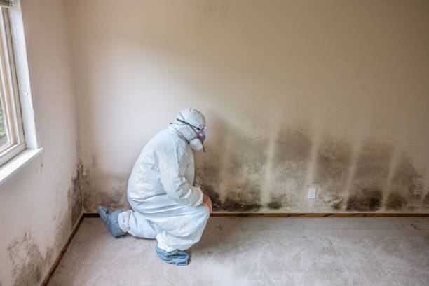 Best Post-Remediation Services in Ben Lomond, CA